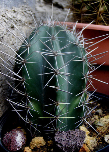 hair brush , Indian comb